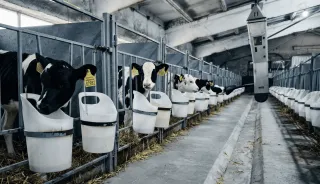 Оснащення корівників
