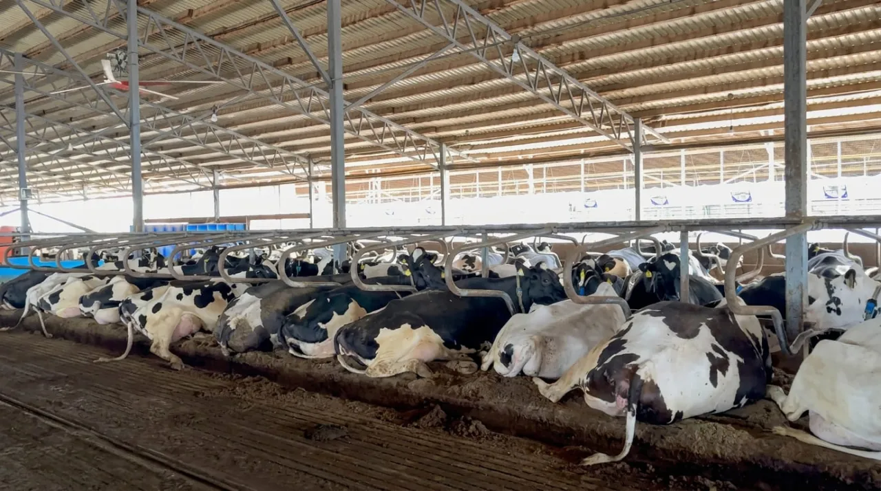 Спека — не вирок, коли на фермі працюють правильні технології! ☀️🐄