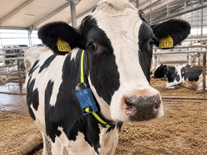 Профілактика замість лікування: як система DataFlow™ II від Milkline оптимізує витрати на молочній фермі