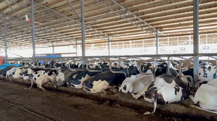Спека — не вирок, коли на фермі працюють правильні технології! ☀️🐄